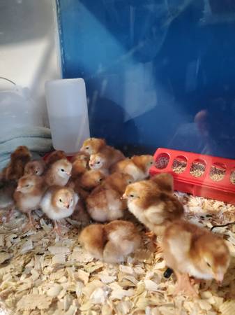 Photo of Buckeye chicks