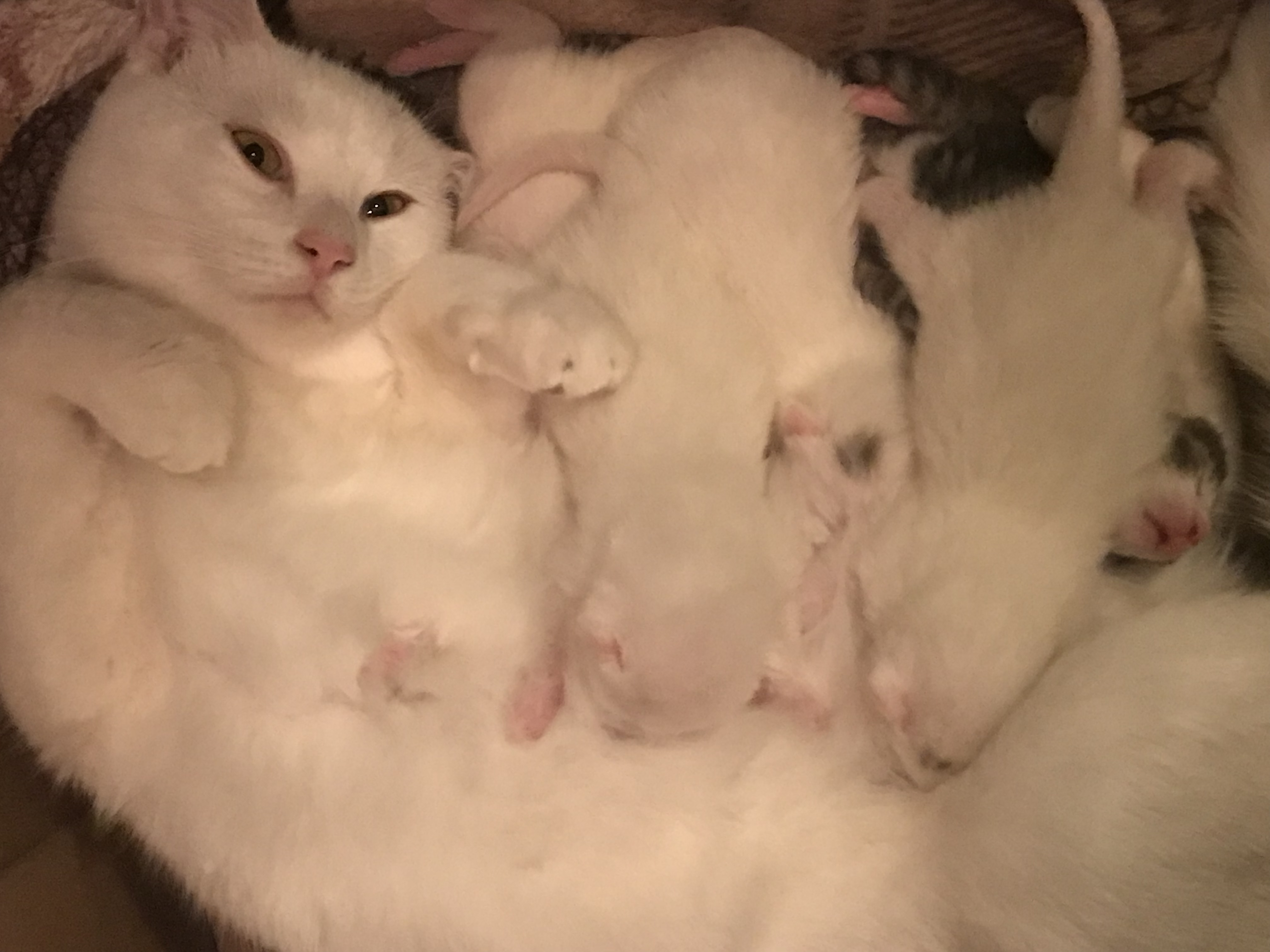 Photo of Beautiful White Kittens born 11/15