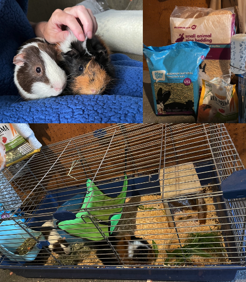 Photo of 2 Guinea Pigs plus cage and starter supplies - $20 (negotiable)