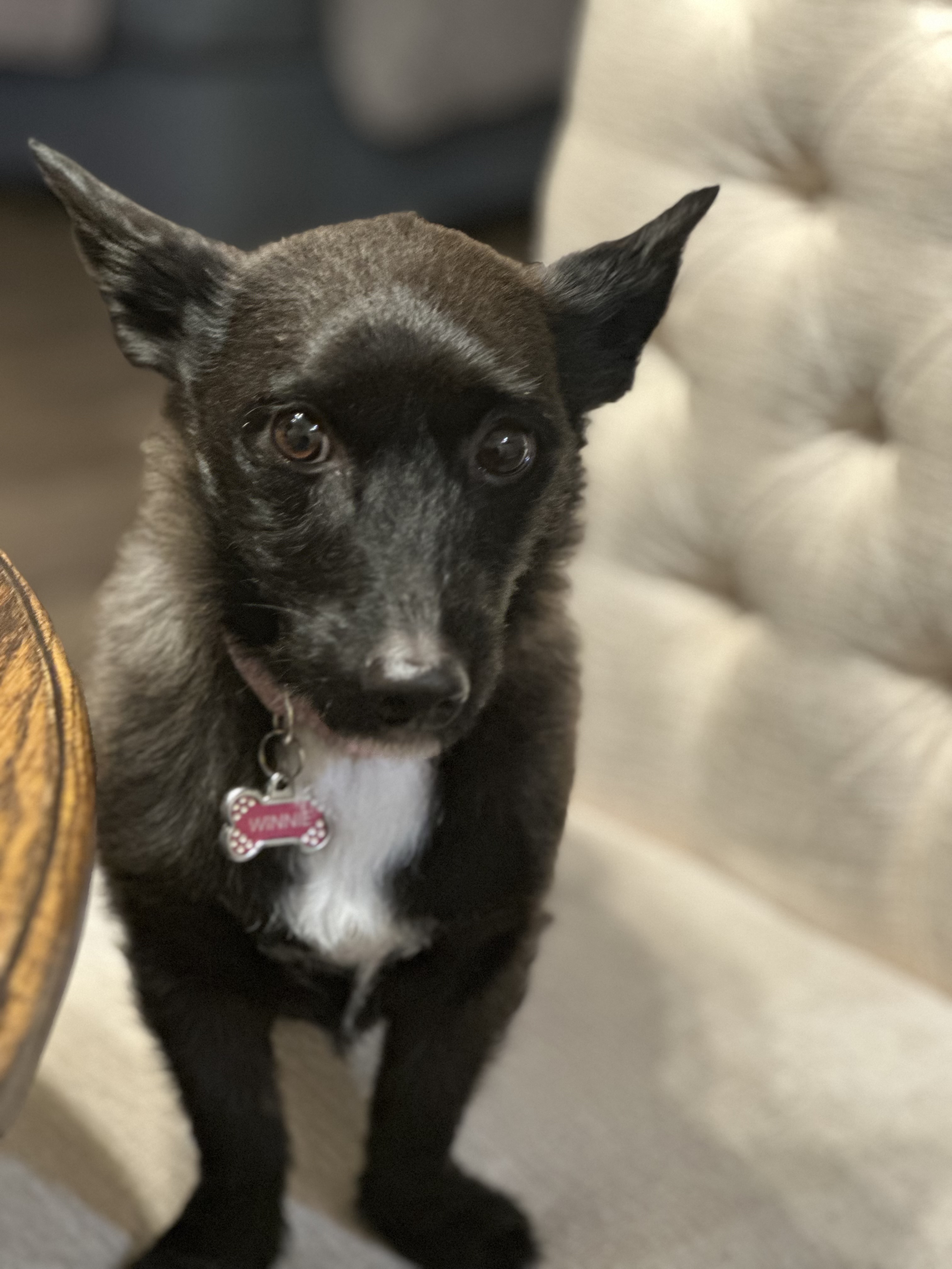 Photo of Fur Baby in Need of Furever home!